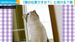 「誰の仕業ですか？」いたずらっ子猫の“とぼける”姿に「勝手に動くつっぱりが悪い（笑）」と反響