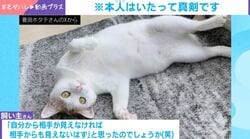 「僕いません」突然の来客→慌てて逃げた猫のまさかの姿に「あざとい…！」「頭が突き刺さってる!!!」「可愛すぎる」など反響