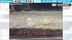 「グミみたい…」水槽でぷよぷよと浮遊する“コウイカの子ども”がSNSで絶賛の嵐！「可愛すぎて変な声出た」