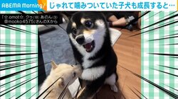 妹犬に噛まれて“お口あんぐり”になる姉犬 悲劇と思いきや子犬時代の“まさかの犯行”をバラされ「歴史は繰り返された」と反響