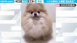 「いつもより余計に回っております！」出張から帰宅したパパに、“大回転”でお出迎えするポメラニアンが話題！「帰るのが楽しみになる！」「最高すぎる…！」