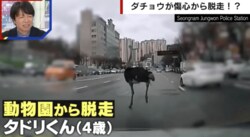 相棒が死んで傷心？脱走動画が話題のダチョウの生態を飼育員が解説「デリケートな性格。平和主義者でおとなしい」 80歳まで生きたケースも