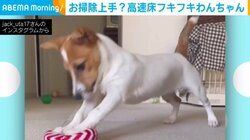 掃除中？ 真剣な表情でリズミカルに“床磨き”をする犬の姿が「ルンバ以上の掃除だ」「偉い！見習わなきゃ」と話題に