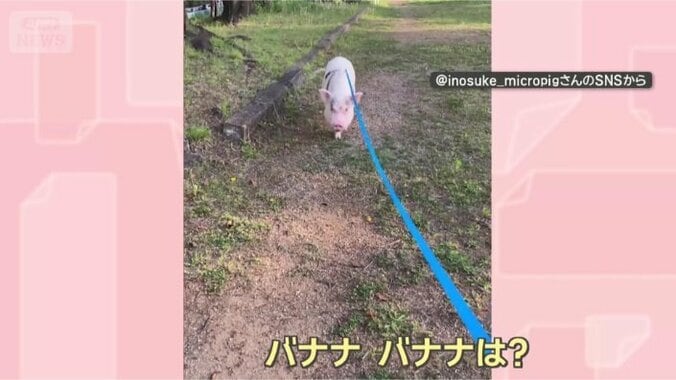 え、バナナ？