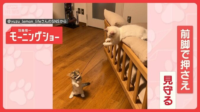 猫じゃらしを持つのは…ネコ！　遊んであげるネコちゃん　遊ばずにはいられニャい？ 1枚目