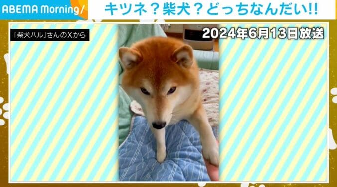 柴犬のハルちゃん