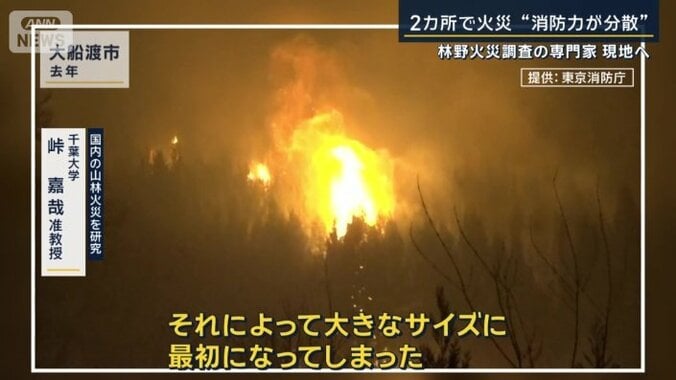 樹冠火（じゅかんか）