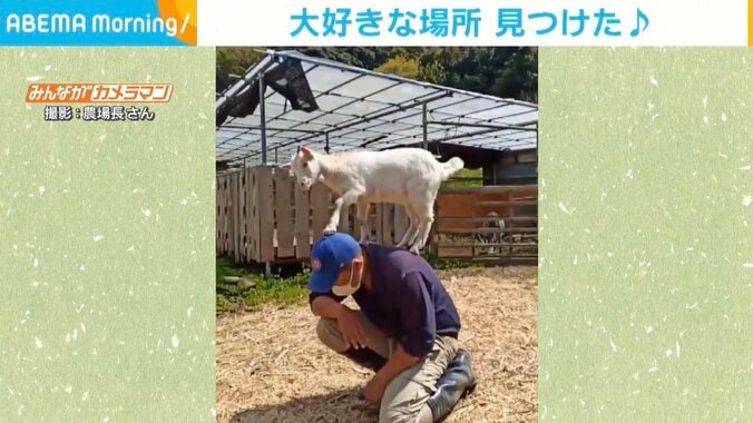 背中に飛び乗った子ヤギ さらに高い所を求めて頭頂部へ 飼い主「帽子のポッチを前蹴りされるとより痛い」 1枚目