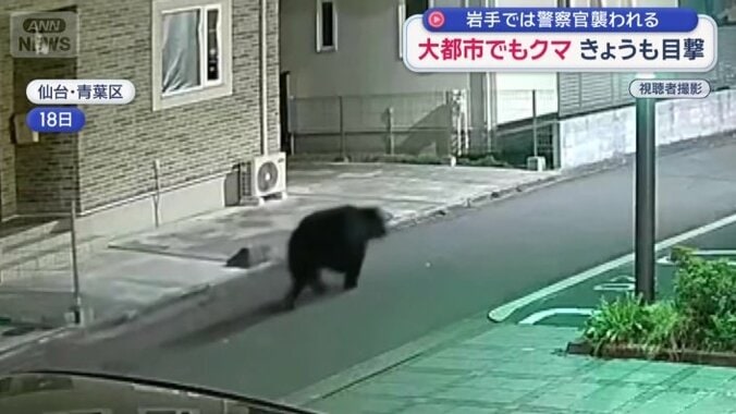 街灯で明るく照らされる道を歩くクマ