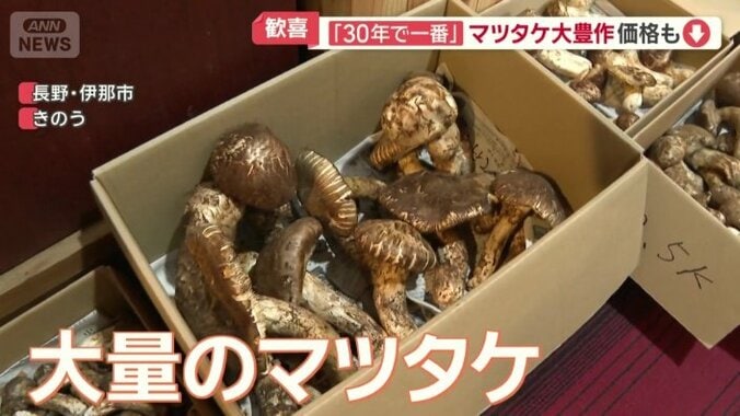 廊下には大量のマツタケ