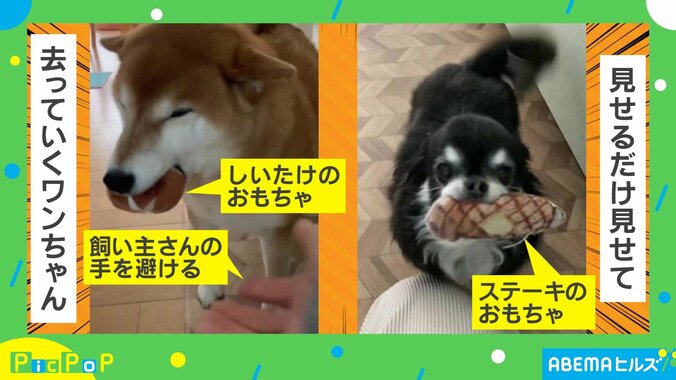 交互におもちゃを見せにくる犬たち 撫でてもらいたい？可愛すぎる“珍行動”が話題 2枚目