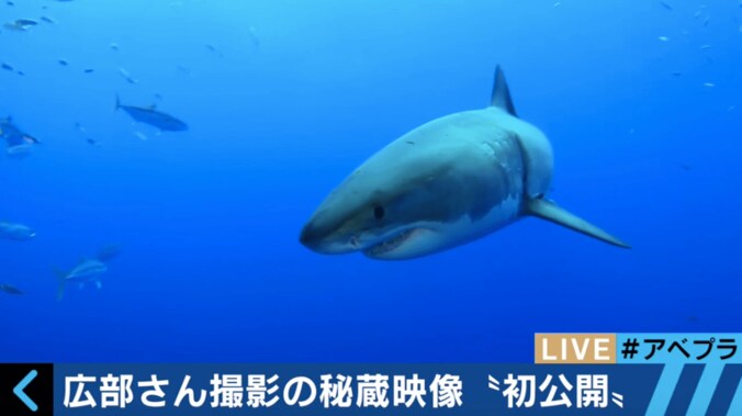 【動画】「ホホジロザメはかわいい」　ロマンを追い続ける水中探検家が海の魅力語る 1枚目