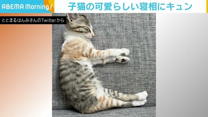 これは見事な“ヒ” 子猫のきれいな寝相に「おヒる寝かな？」「ねこモジ君」の声 1枚目