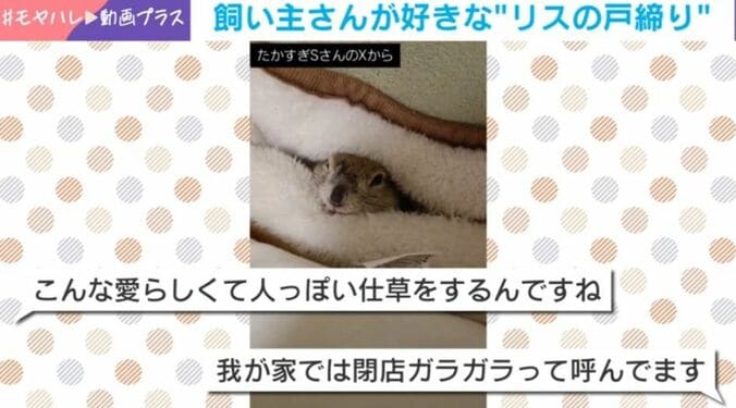 リチャードソンジリスのゆずちゃん