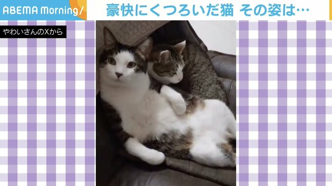 マイペースな猫・ぴこくん（9歳）