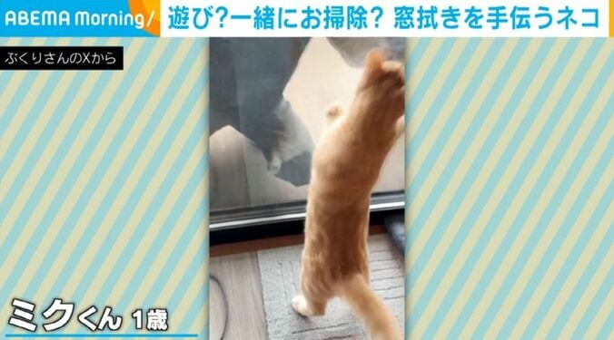 猫のミクくん