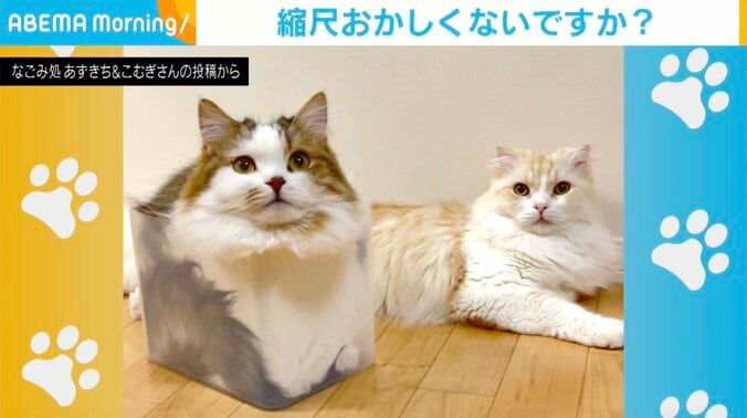 猫のこむぎくん