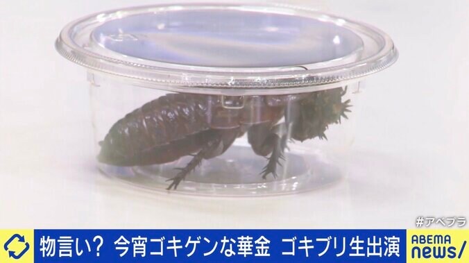 ヨロイモグラゴキブリ