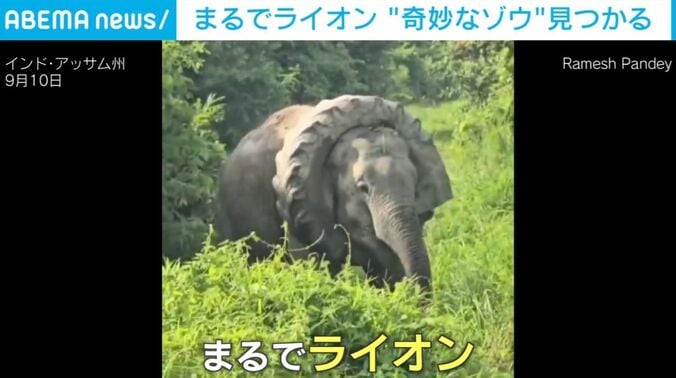 奇妙な象
