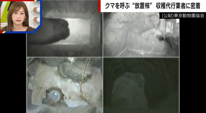 クマが冬眠に入る様子