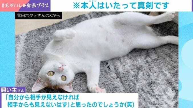 猫の菅田くん