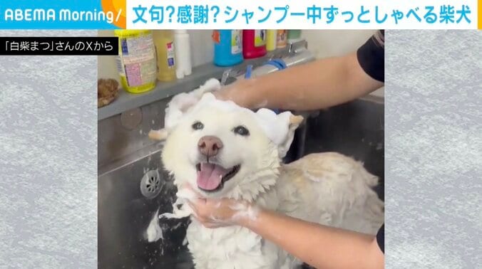 柴犬まつちゃん