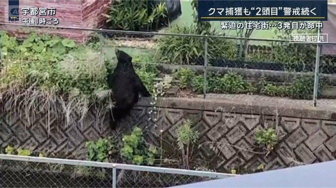 フェンスを乗り越えるクマ