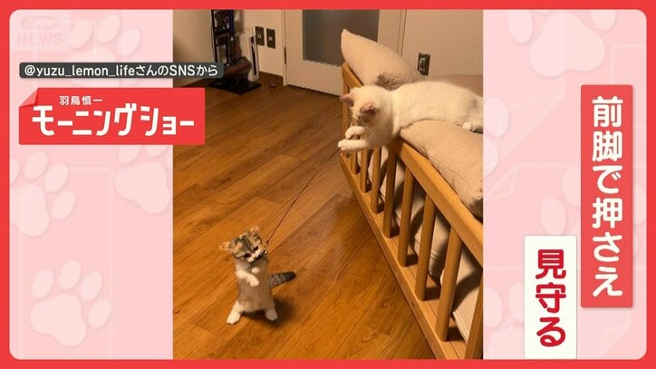 猫じゃらしを持つのは…ネコ! 遊んであげるネコちゃん 遊ばずにはいられニャい?