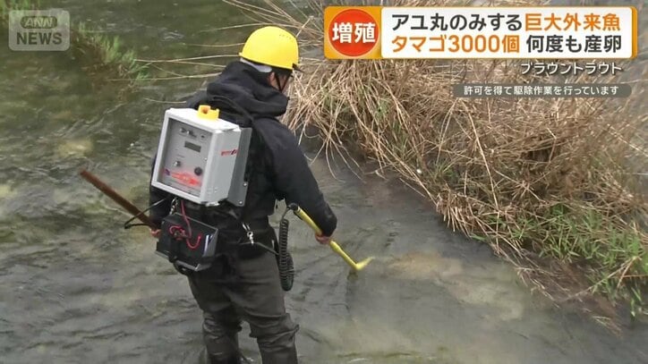 駆除には「電気ショッカー」という機材使用