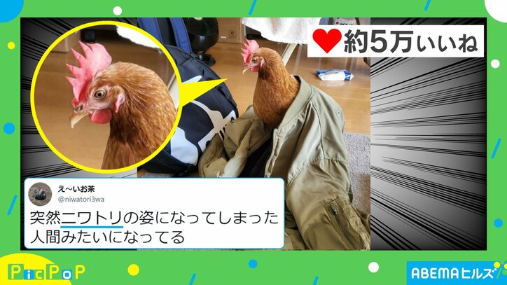 上着をかけられたニワトリの“じわる表情”に「ボケてのお題にぴったり」 と爆笑と称賛の声