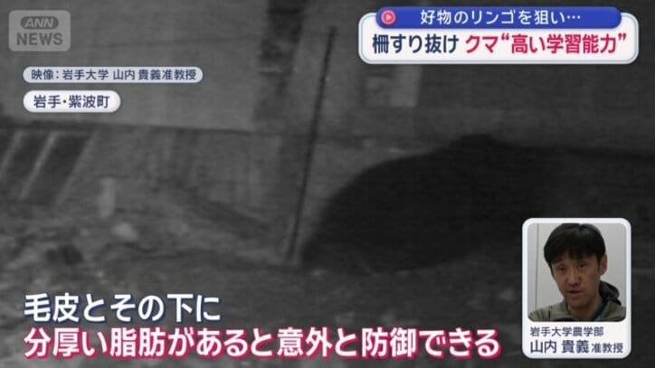 電気柵の下の土を掘り続けると、土を掘ってできた隙間から電気柵をくぐって中へ