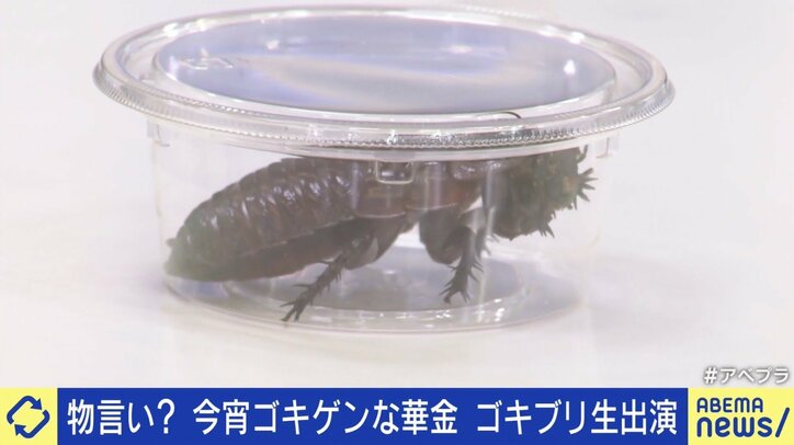 ヨロイモグラゴキブリ