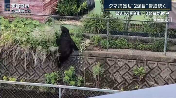 フェンスを乗り越えるクマ