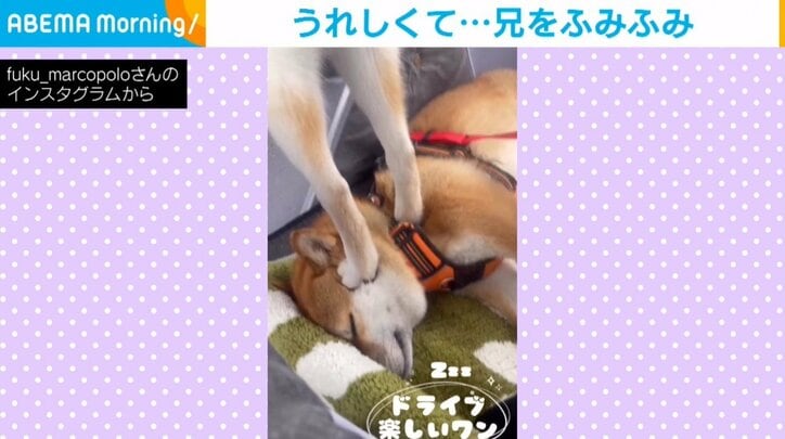 柴犬の顔を踏む弟犬 気にせず二度寝する兄犬の姿に「踏まれてるw」「おおらかな性格」と絶賛の声