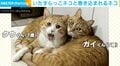 いたずらっこネコと巻き込まれるネコの日常が、SNSで話題「トンネル通って見えないように瞬間移動w」「発射する前のお尻フリフリ可愛い」