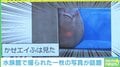 視線を感じる…？ 水族館で撮影された写真がTwitterで話題「見られてる感半端ない！」
