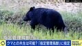 指定管理鳥獣にクマ追加へ 東出昌大「殺していいという大義名分になりかねない」 テレビの伝え方にも疑問符「数字が取れるからと加熱し過ぎだ」