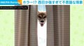 カーテンのすき間から“笑顔だけ”を見せる柴犬が「怖いけど可愛い」と話題