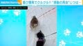 雪の中、喜び爆発でクルクル！柴犬の“感動の再会”じつは…「15分ぶりくらいw」
