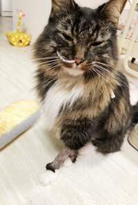 キンタロー。『退院できました！！』