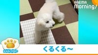 【映像】“白い竜巻”のようになる犬 まさかの理由で高速回転
