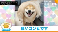 【映像】豆柴と大型犬のじゃれ合う動画