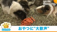 おやつに集まるモルモット 鳴き声上げて大興奮