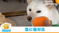 【映像】柴犬の“急に冷めた”瞬間