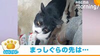 おやつよりも“お尻に夢中な猫” 驚きの行動に飼い主困惑
