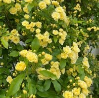 原田龍二の嫁『更年期』