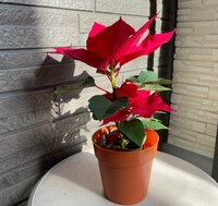 大島奈保美『ベランダで日光浴』