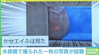 水族館で!?かせ“エイ”ふは見た