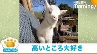 【映像】金網を登る赤ちゃんヤギ