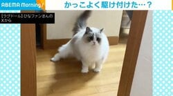 まるでヒーロー!? 颯爽と登場した猫 かっこよく駆けつけるも“可愛らしいハプニング”に注目集まる
